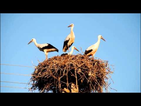 Teele, teele kurekesed