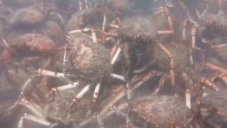 Migrating Spider Crabs Rip Apart Octopus