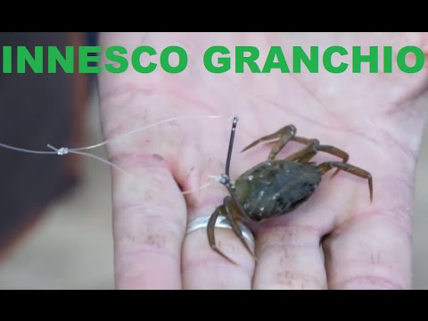 Giro di parassita di discorso come se I parassiti in gobba salmons che fare