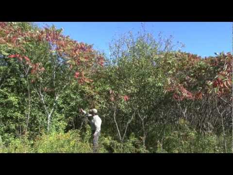 download lagu mp3 mp4 Sumac Varieties, download lagu Sumac Varieties gratis, unduh video klip Sumac Varieties