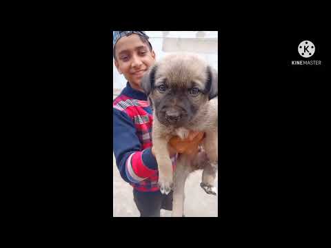 My new puppy🐶....