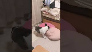 クッションに八つ当たり😓（笑）#shorts