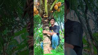 Download lagu NAIK POHON KELAPA JADI GAMPANG mp3 Download lagu NAIK POHON KELAPA JADI GAMPANG mp3