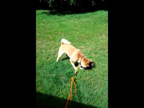 姜太公釣狗 - 口吃弟弟篇(原發表者:gowell)(影片)