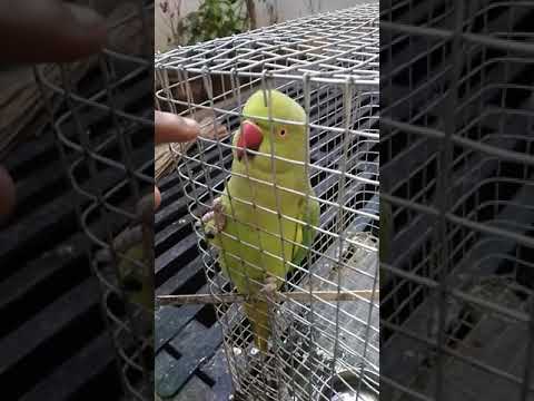 My ringneck parrot whistle very nicely