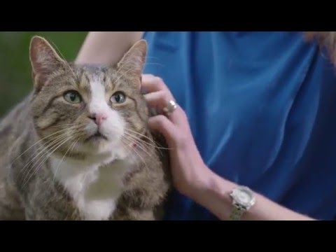 The Advantage Family: Lungworm in Cats, signs, consequences, and solution