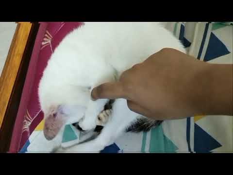 Cute Baby Cat video/Sleeping cat/Baby cat sleeping video