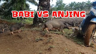 Download lagu BABI VS ANJING#Trikshorts mp3 Download lagu BABI VS ANJING#Trikshorts mp3