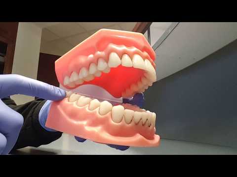 image-How are teeth numbered in the universal numbering system?