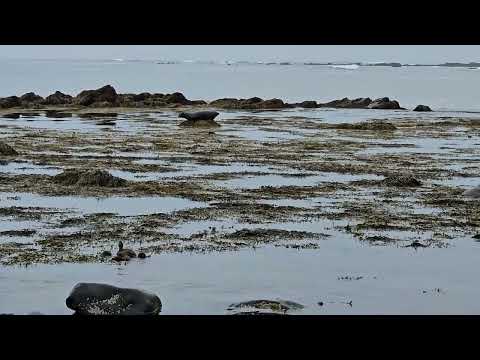 Iceland - Ytri Tunga Beach