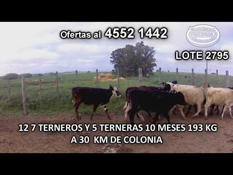 Lote 12 Terneros y Terneras 6 CH c/ HO- 6 HO c/ BD 193 Kgkg -  en La Horqueta- A 30 Km de Colonia