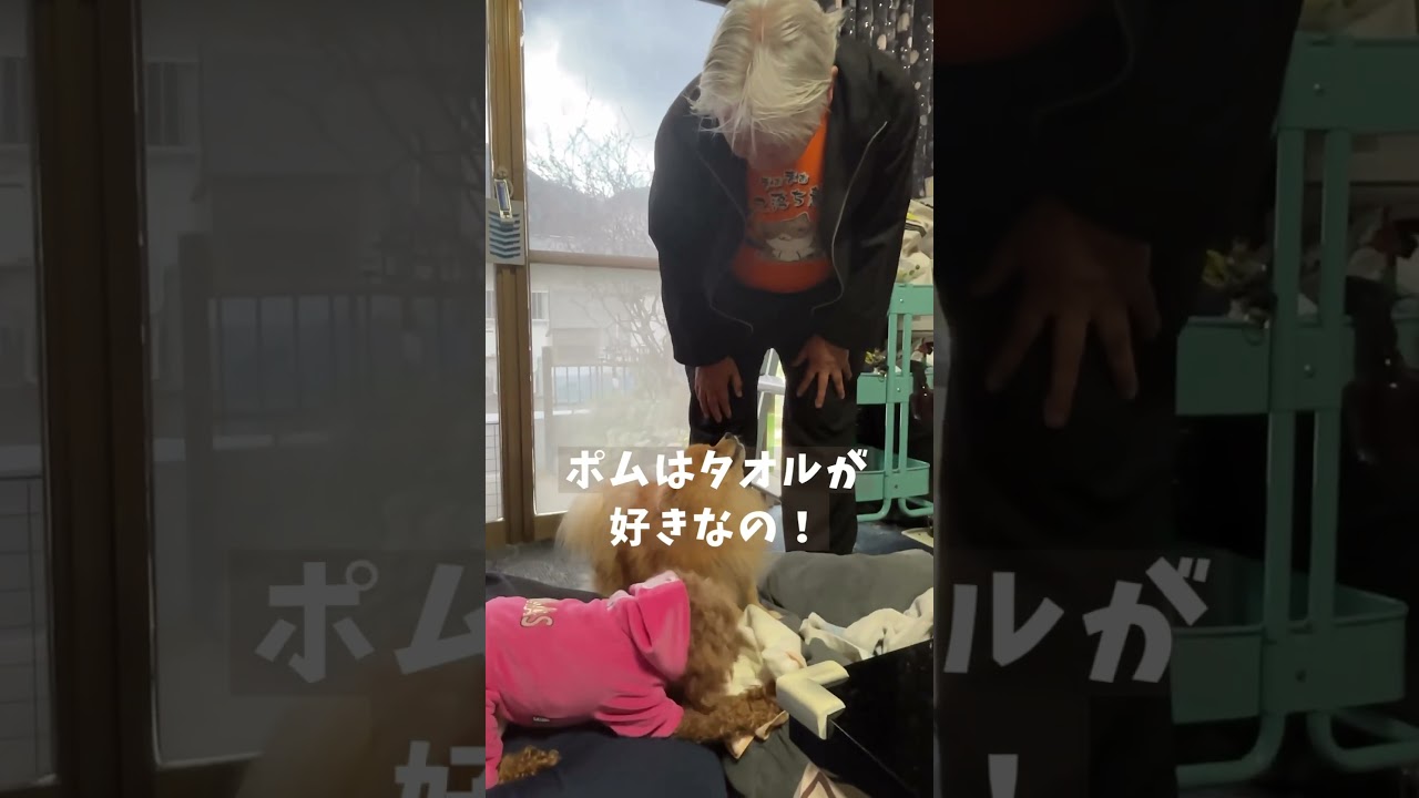 兄弟愛がすごいポメラニアン　#多頭飼い #泣ける犬
