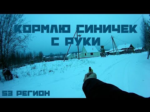 Кормлю синичек с руки. Ручные птюшки