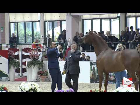 N.90 MAKISA ADAGGIO - Milan 2016 - Stallions 7+ years old (Class 11/12)