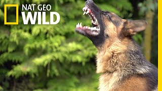 What Makes Some Dogs More Aggressive? | Nat Geo Wild