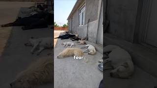 The Rise of King Charles  | From Normal Dog to ALPHA 🐾👑