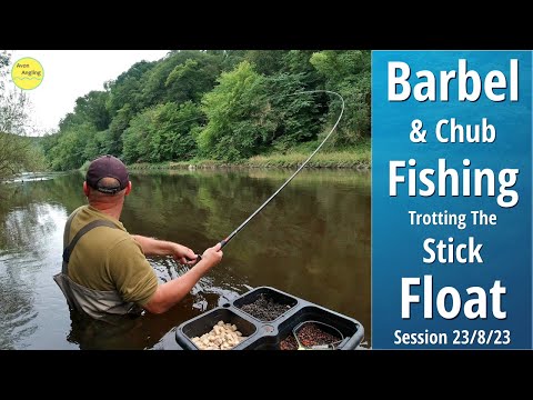 River Wye Barbel Fishing - Day Ticket Trotting - Stick Float Barbel & Chub - 23/8/23 (Video 429)