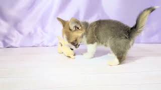 コーギーの動画01