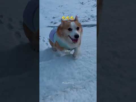 Top 10 most viral and funny moments of dogs 🤣🤣🤣 #fyp #viral #uktiktok #funnydogs #dogsoftiktok