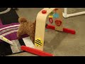Havapoo dogs for sale: Hope - Video 1