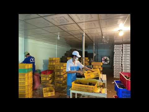  CUNG CẤP GÀ GIỐNG - SỈ LẺ TOÀN QUỐC - 0982693432