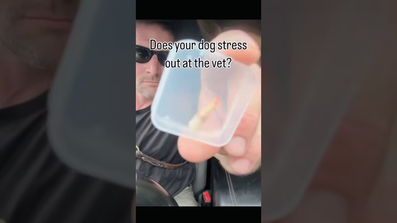 Do THIS to keep your dog calm at the vet (read the description!)