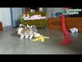 Shih Tzu dogs for sale: Lady - Video 1