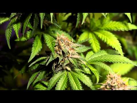 Trzeba wierzyć Instrumental