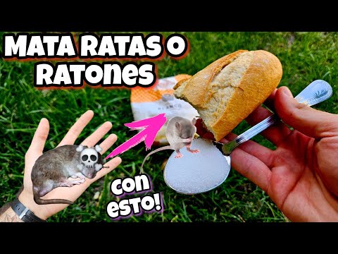 Kill any rat or mouse in your home instantly with this homemade poison! (Cement)