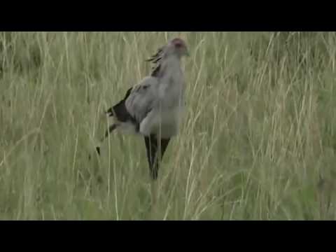 Sept 26, 2017  Sunset  Scott is back from leave and sees a Secretary Bird