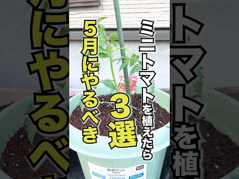 トマトに穴が開くのはなぜですか?行動を起こすべきでしょうか？  庭園