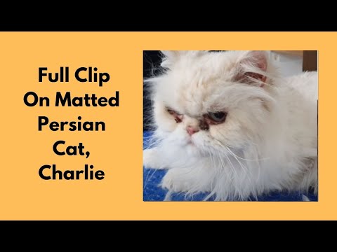 Full Clip On Matted Persian Cat