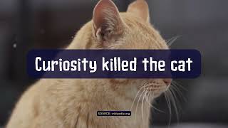 What Does “Curiosity Killed the Cat” Mean