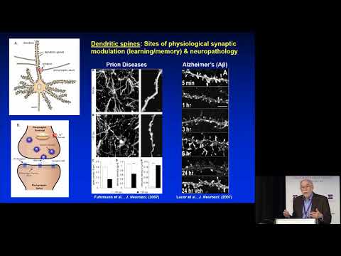 David A. Harris, MD, PhD - Highly Synergistic Combination Therapy for Prion Diseases
