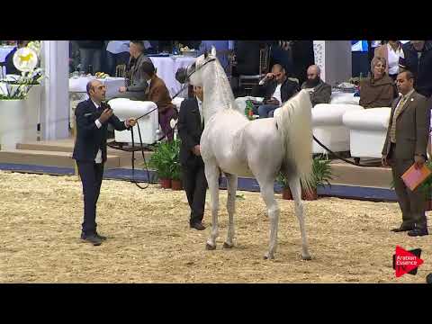 N.80 FRASERA MASHALL - SEWC 2019 - 7 Years Old and Older Stallions (Class 10)