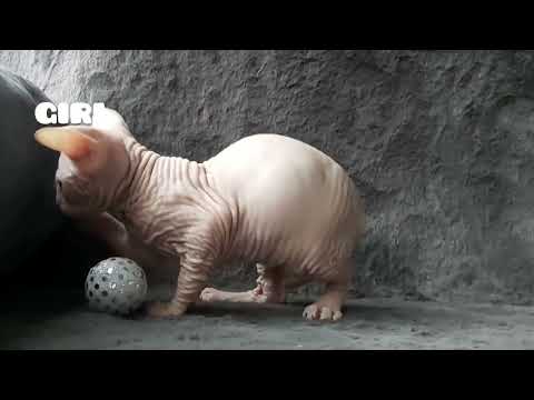 Sphynx Sphinx kittens (can deliver) - Image 2