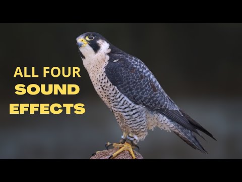 image-What kind of noise does a peregrine falcon make?