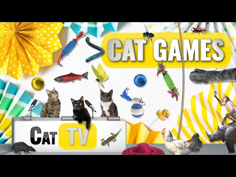 Giochi di GATTI | Ultimate Cat TV Compilation Vol 42 | 2 ORE 🐝🐞🦋🦎🦜🐜🐭🧵