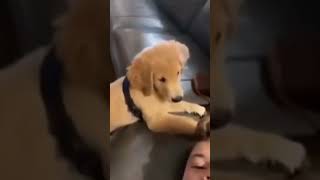 ☆Super Cute Animals☆Cute cats and funy dogs＆cat　videos compilation2021C㊴#Shorts