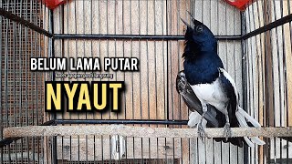 Download lagu kacer gacor NGEPLONG tarung ini paling ampuh buat PANCINGAN KACER agar EMOSI NYAUT mp3