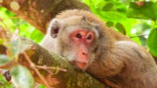 Everyone can guess baby JANE cute or not cute. JANE Relaxing so long time on tree with baby.