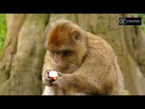 Our Planet | Forests | 5K African Wildlife