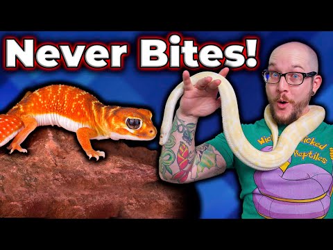Top 5 Reptiles That Will NEVER BITE You!