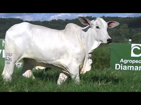 CAMELIA FIV DA FAZ.VITORIA