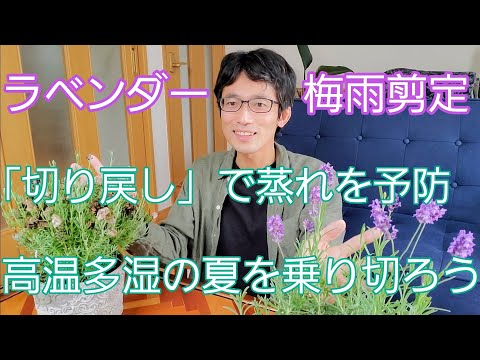冬の終わりにラベンダーの剪定をすべきですか?簡単なメンテナンスのヒントに従ってください。  庭園