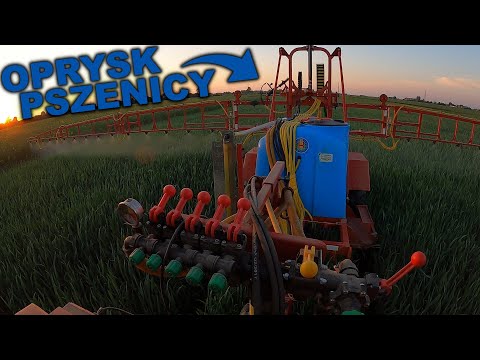Oprysk pszenicy przeciwko szkodnikom i chorobom grzybowym - Biardzki P-329/22 18m + Ursus C-330