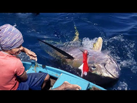 Amazing Yellowfin Tuna Handline Fishing Video - Tuna Fish Catching Skills on the Sea