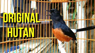 Download lagu Ocehan khas murai batu muda hutan ini COCOK SEKALI untuk MEMIKAT murai anda mp3