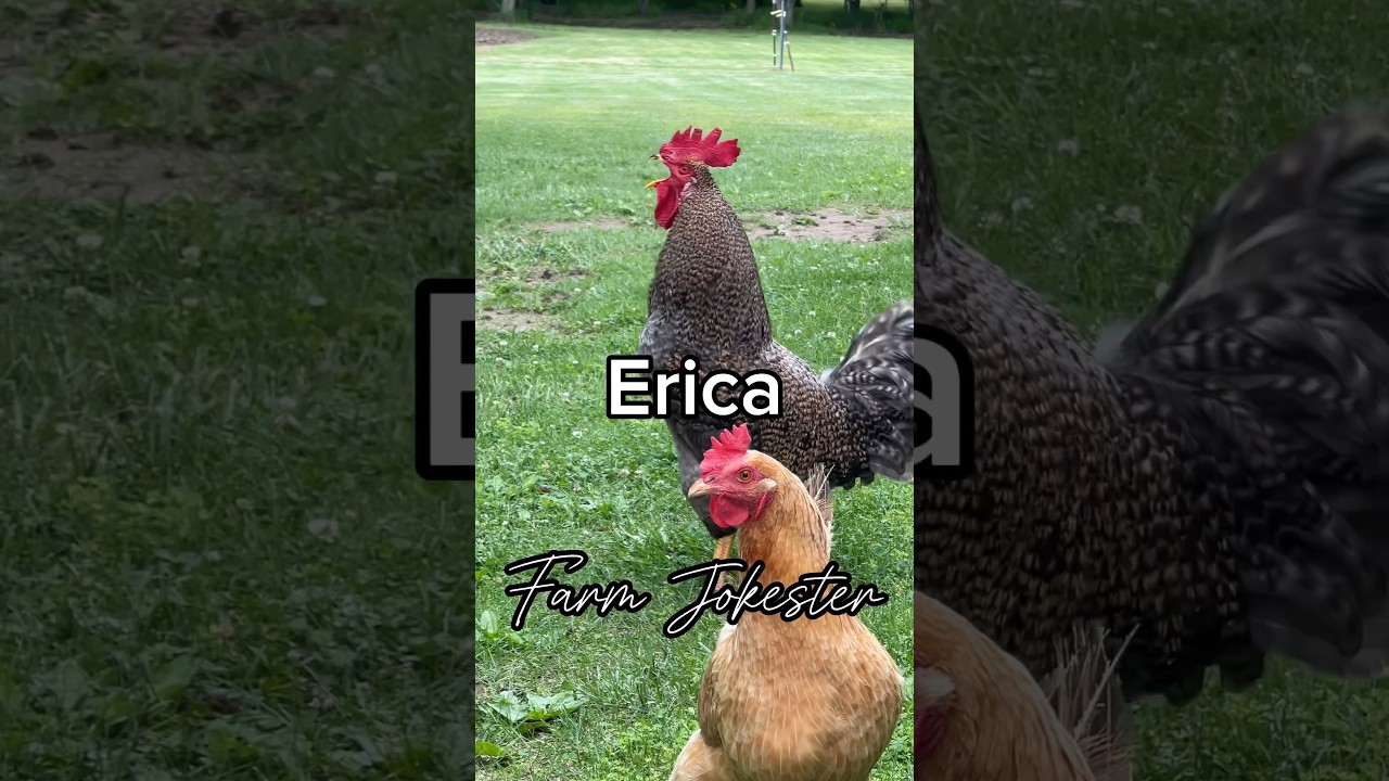 Erica where are you? Come get your bird! #erica #ericka #jessica #chicken