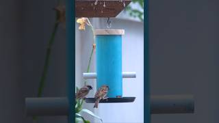 CREATE Your Own BIRD FEEDER At Home In Minutes!